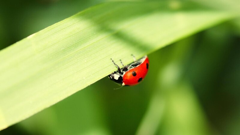 Ladybug on Green Leaf — Serene, Afternoon, Photograph, Insect