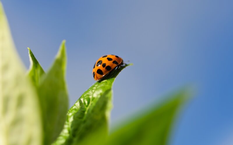 Ladybug on Green Leaf — Serene, Afternoon, Photograph, Sky