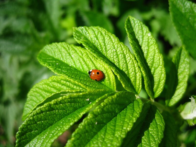 Ladybug on Green Leaf — Serene, Afternoon, Photograph