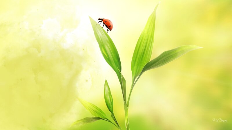 Ladybug on Green Leaf — Serene, Morning, Digital Art, Sunlight