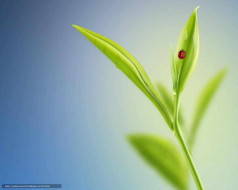 Ladybug on Green Leaf — Serene, Morning, Digital Art