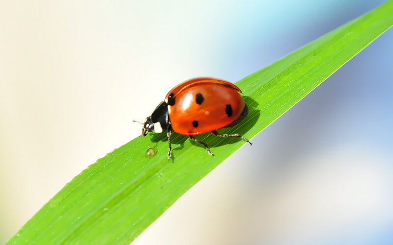 Ladybug on Green Leaf — Serene, Morning, Photograph, Drop of Water