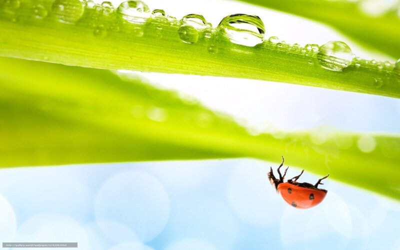 Ladybug on Green Leaf — Serene, Morning, Photograph, Droplet, Sky