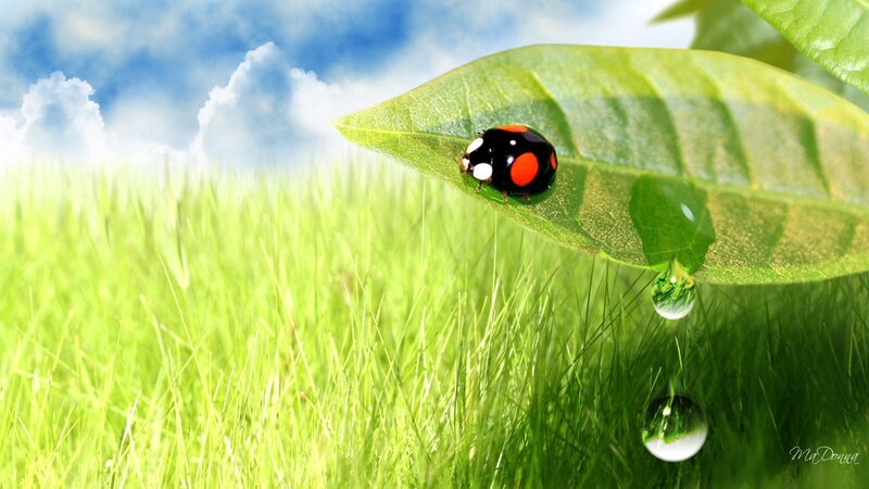 Ladybug on Green Leaf — Serene, Morning, Photograph, Grass