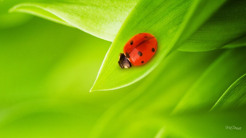 Ladybug on Green Leaf — Serene, Morning, Photograph, Insect