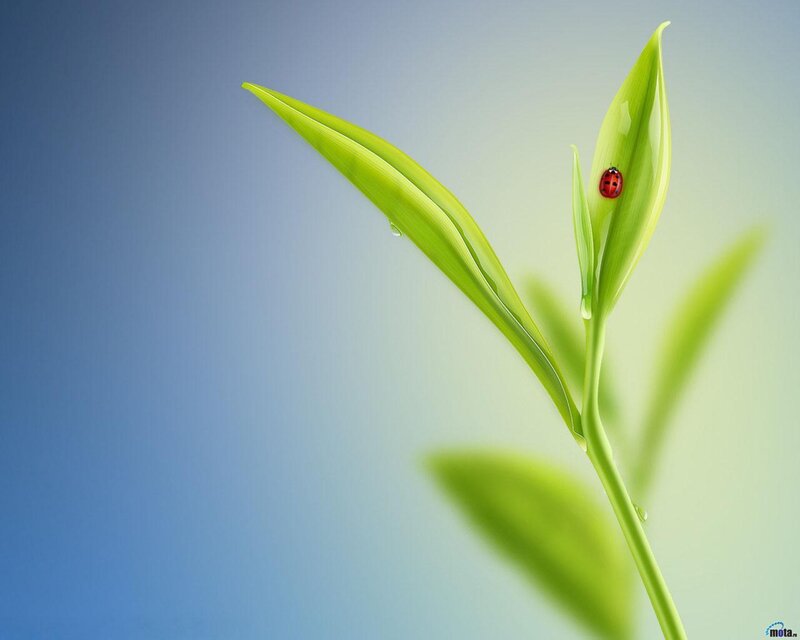 Ladybug on Green Leaf — Serene, Morning, Photograph, Insect, Water Droplet