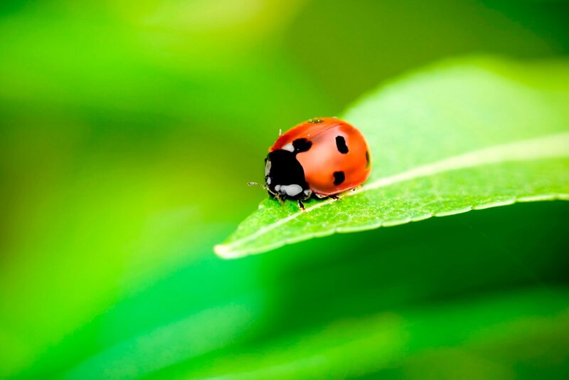 Ladybug on Green Leaf — Serene, Morning, Photograph, Red