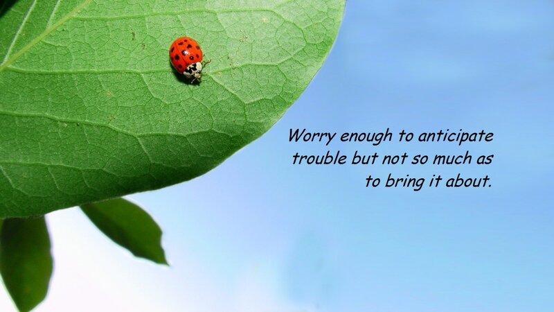Ladybug on Green Leaf — Serene, Morning, Photograph, Sky