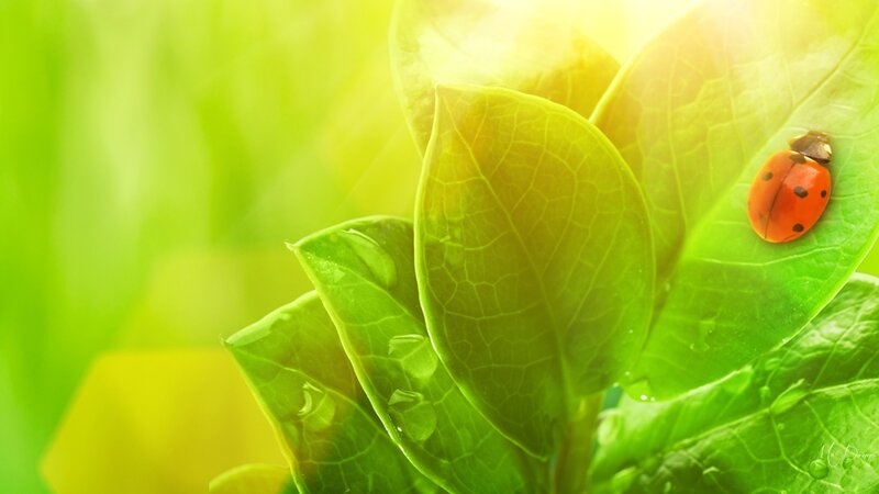 Ladybug on Green Leaf — Serene, Morning, Photograph, Sunlight