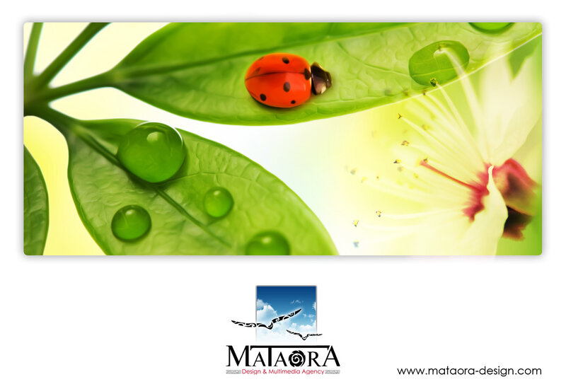 Ladybug on Green Leaf — Serene, Morning, Photograph
