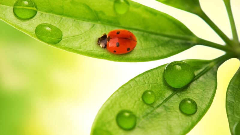 Ladybug on Green Leaf — Serene, Morning, Photograph, Water Droplet, Stem, Red