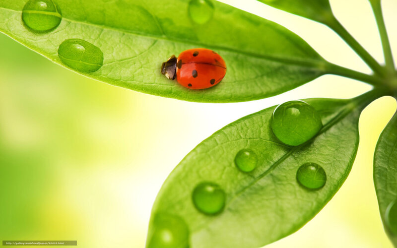 Ladybug on Green Leaf — Serene, Morning, Photograph, Water Droplet, Stem