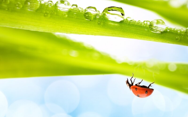 Ladybug on Green Leaf — Serene, Morning, Photograph, Water Droplets, Sky