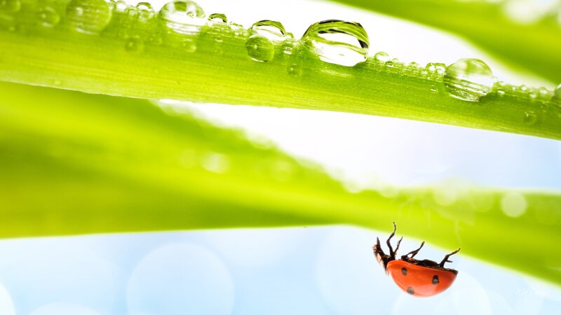 Ladybug on Green Leaf — Serene, Morning, Photograph, Water Droplets