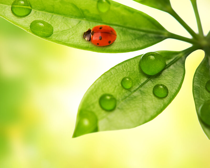 Ladybug on Green Leaf — Serene, Morning