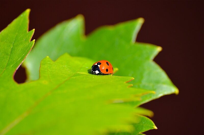 Ladybug on Green Leaf — Serene, Photograph, Insect, Red, Black