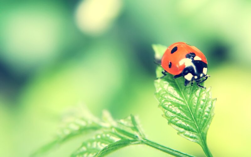 Ladybug on Green Leaf — Serene, Photograph, Plant