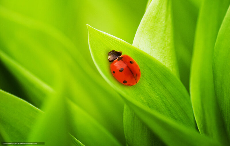 Ladybug on Green Leaf — Serene, Photograph