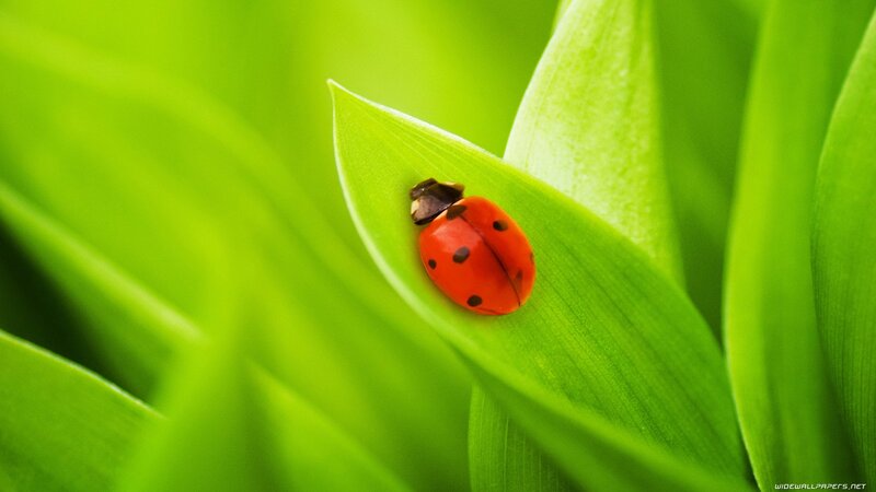 Ladybug on Green Leaf — Serene, Spring, Photograph, Insect