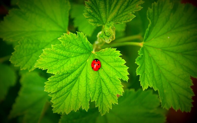 Ladybug on Green Leaf — Serene, Spring, Photograph