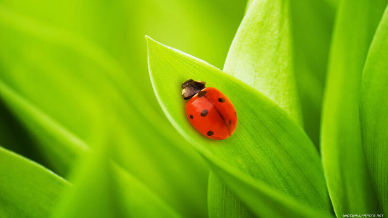 Ladybug on Green Leaf — Serene, Spring