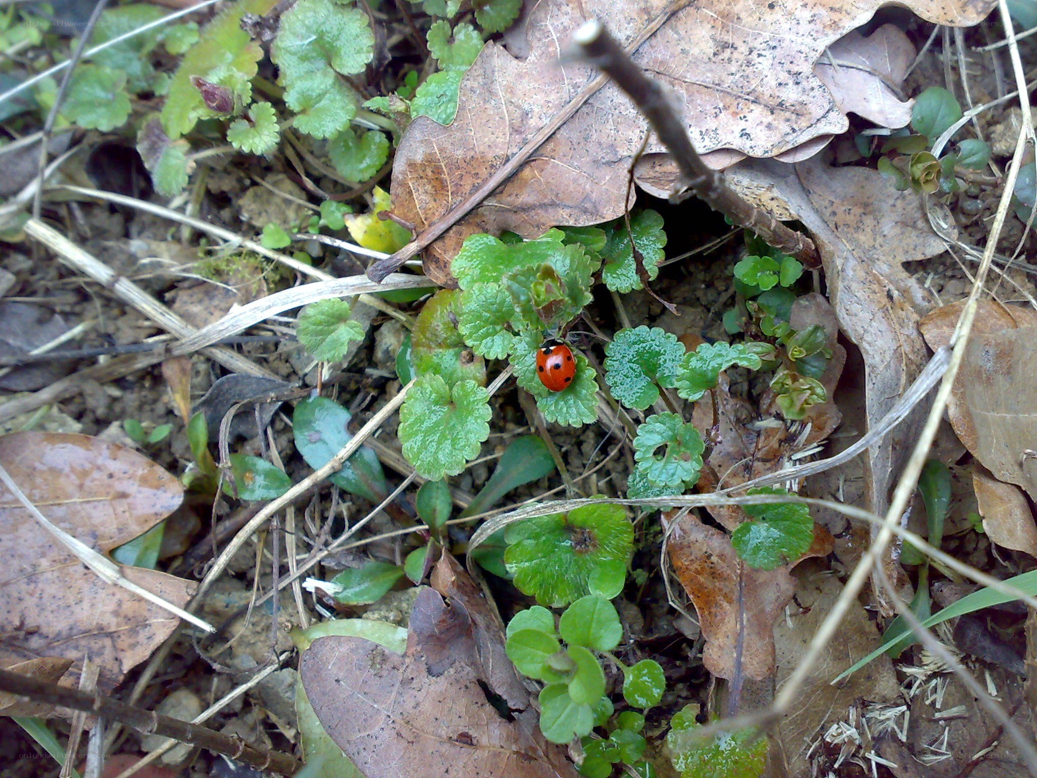 Ladybug on green leaves