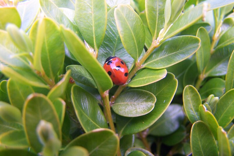Ladybug on Green Leaves — Calm