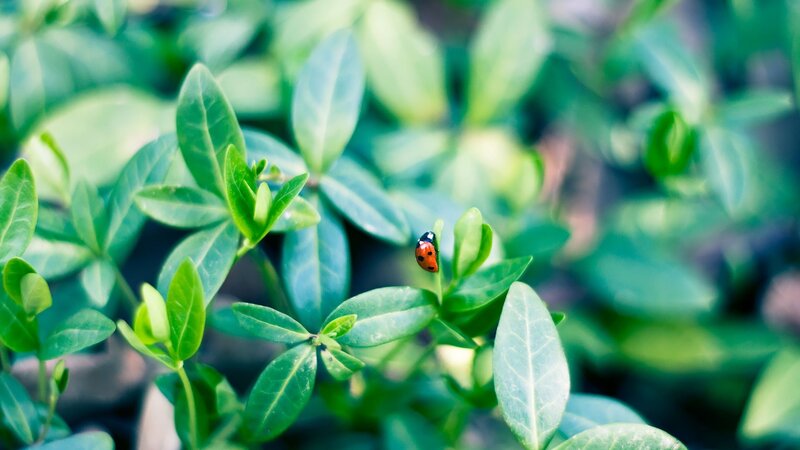 ladybug on green leaves