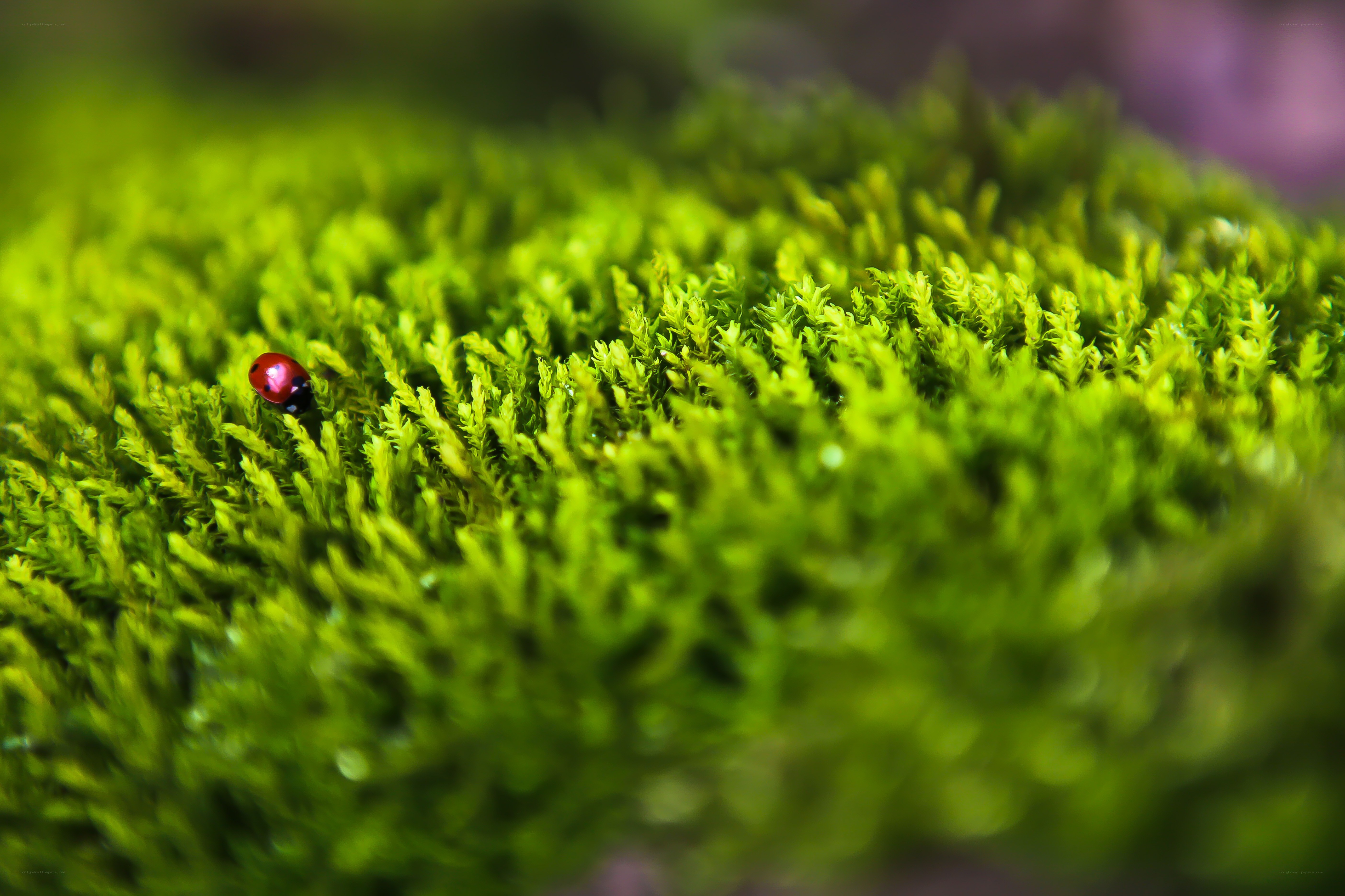 Ladybug on green moss