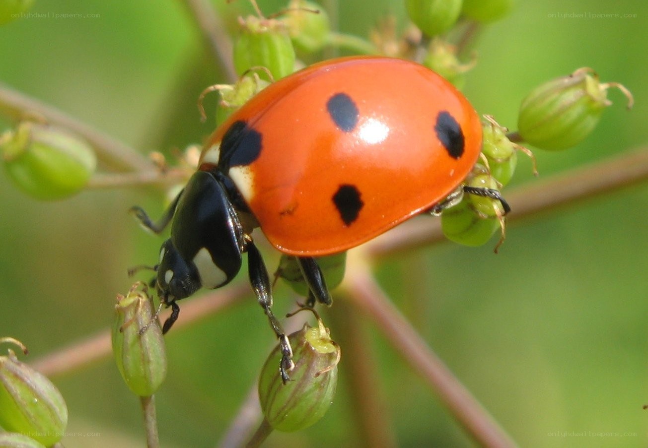 ladybug on green plant