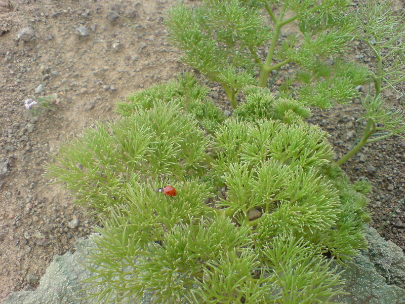 ladybug on green plant