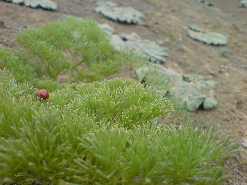 ladybug on green plant