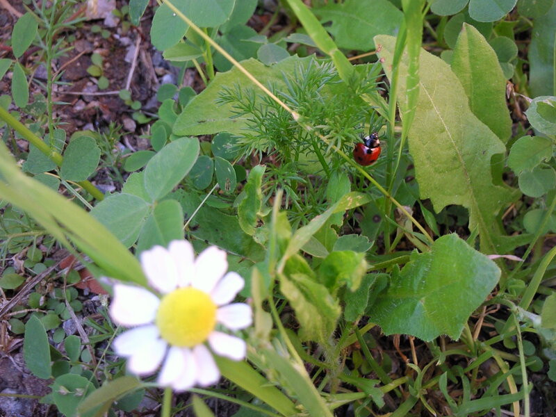 Ladybug on Green Plant — Natural, Afternoon