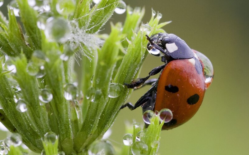 Ladybug on Green Plant — Natural, Morning