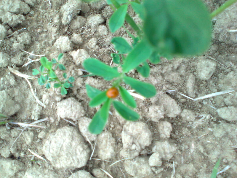 Ladybug on Green Plant — Natural