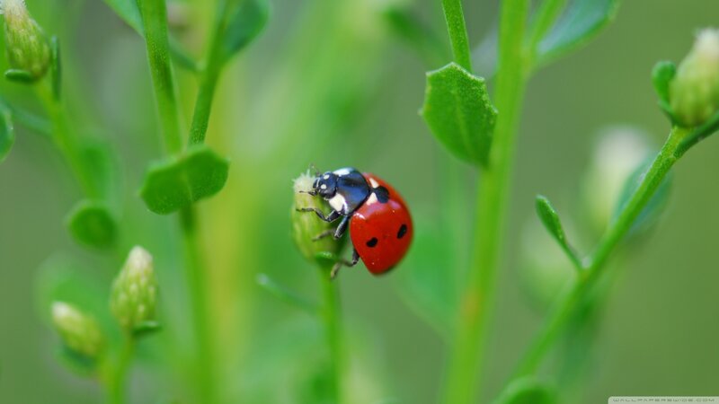 Ladybug on Green Plant — Red, Calm, Spring