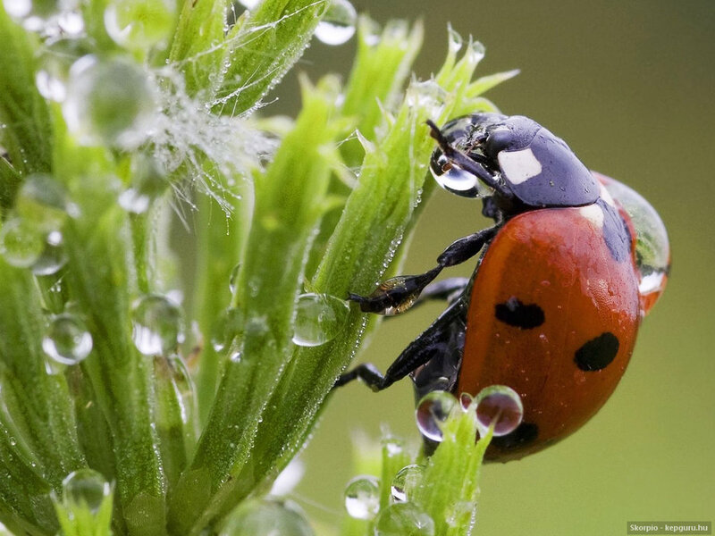 Ladybug on Green Plant — Red, Calm
