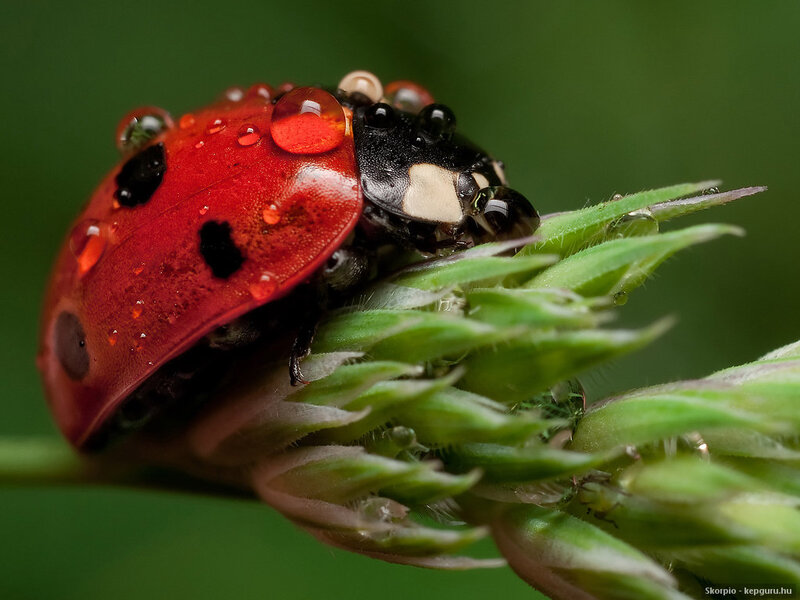 Ladybug on Green Plant — Red, Natural, Photograph