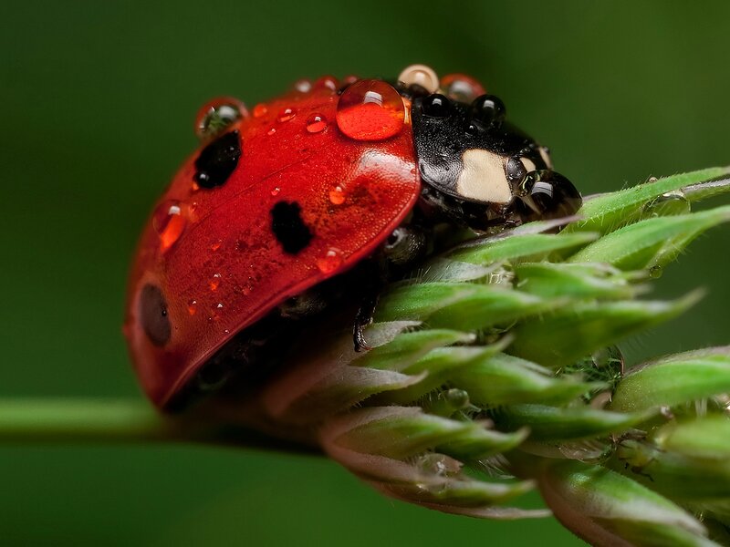 Ladybug on Green Plant — Red, Natural
