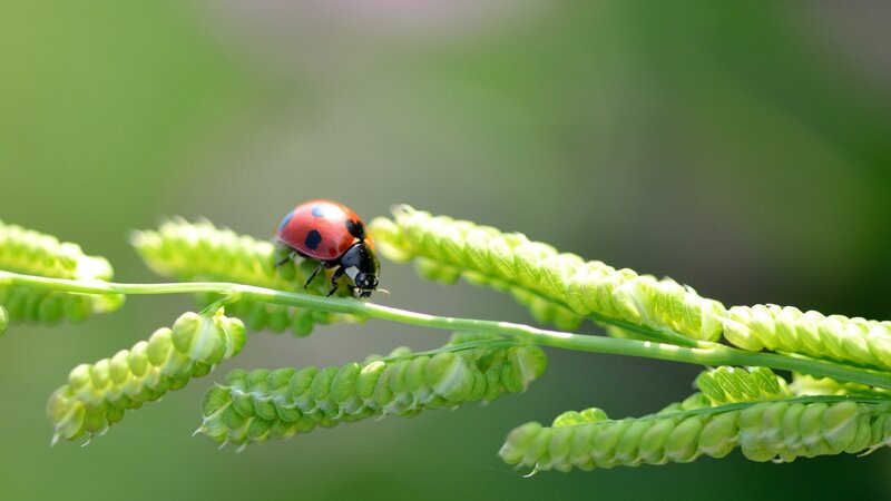 Ladybug on Green Plant — Serene
