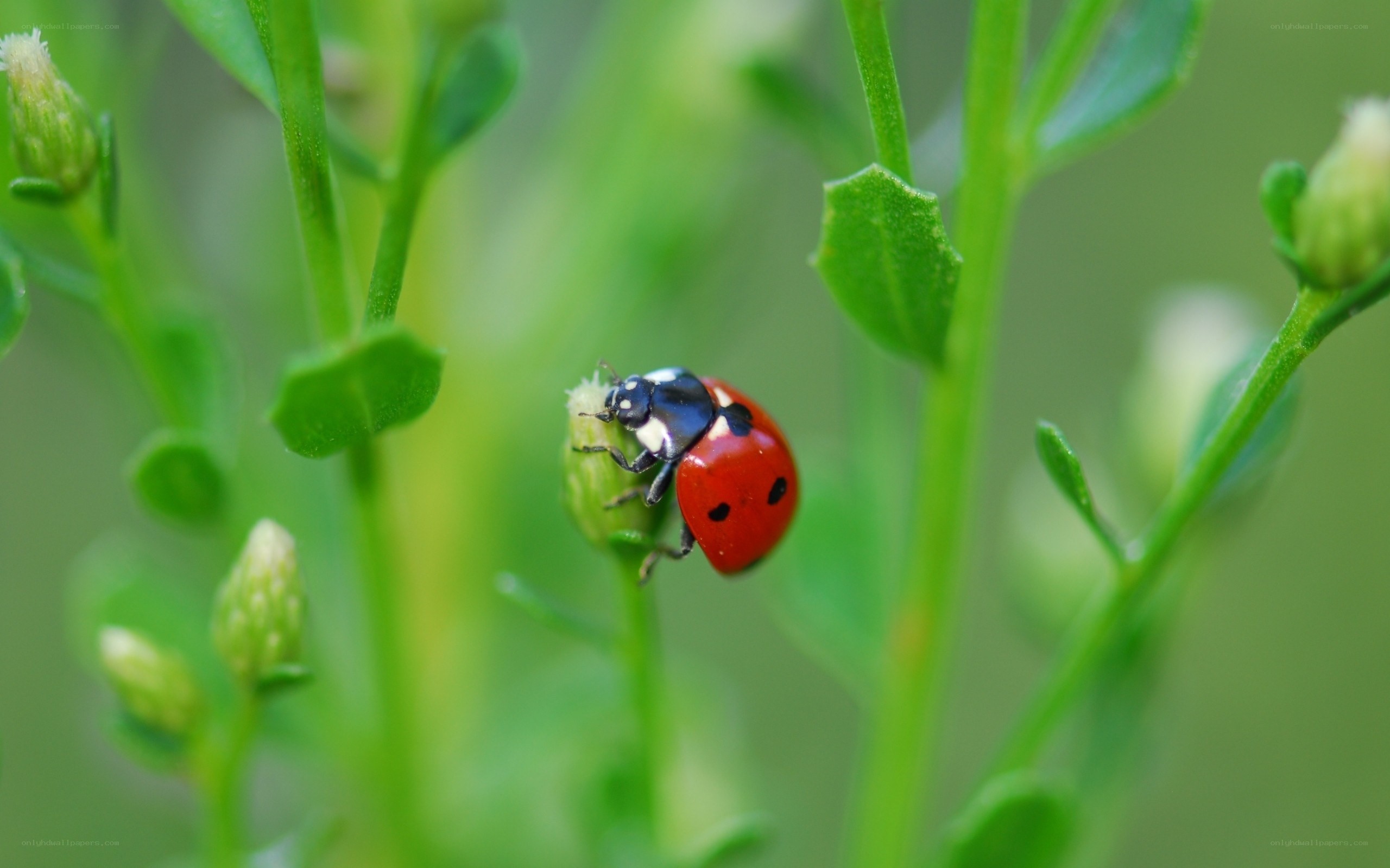 ladybug on green plant