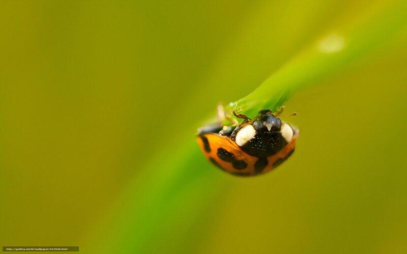 Ladybug on Green Stem — Calm, Photograph