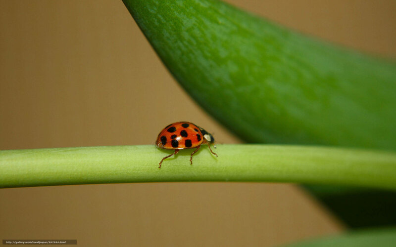Ladybug on Green Stem — Calm