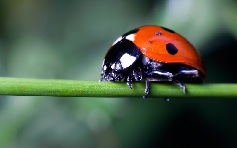 Ladybug on Green Stem — Red, Calm, Photograph
