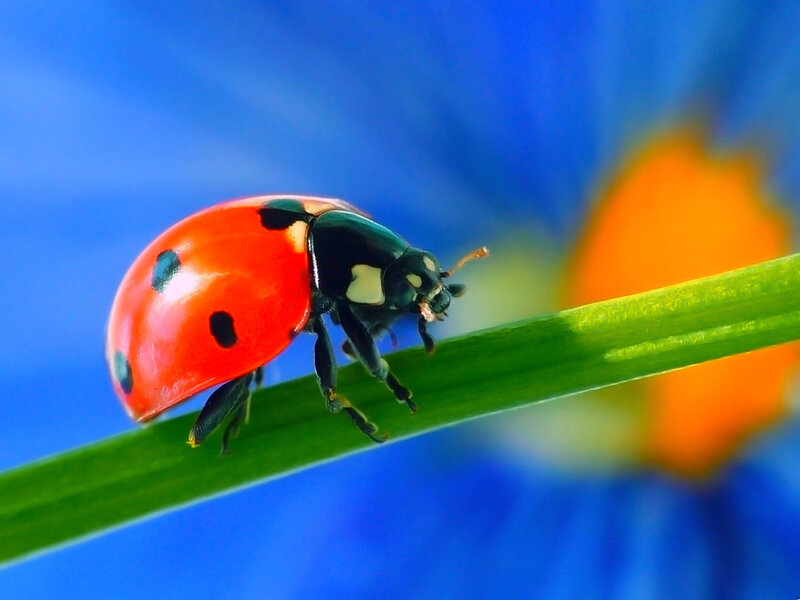Ladybug on Green Stem — Red, Calm