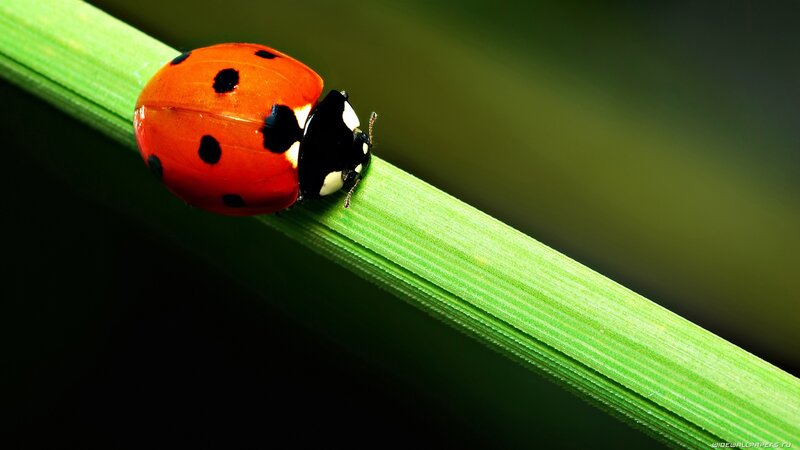 Ladybug on Green Stem — Red, Natural, Photograph, Leaf