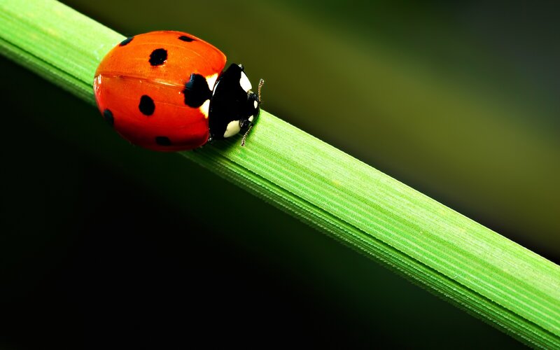 Ladybug on Green Stem — Red, Natural, Photograph