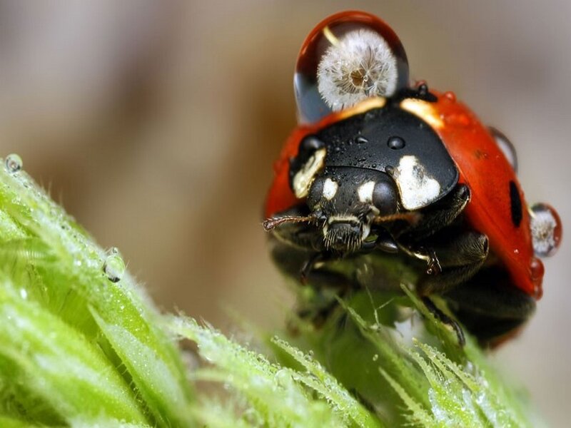 Ladybug on Green Stem — Red, Natural