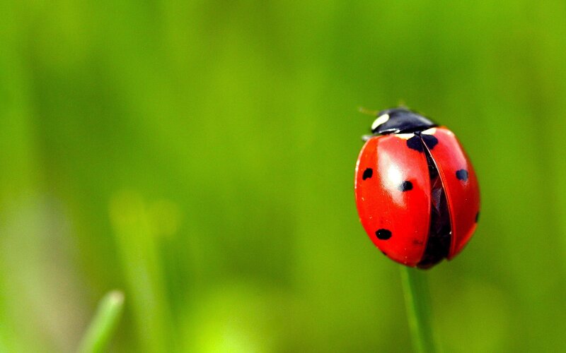 Ladybug on Green Stem — Red, Serene