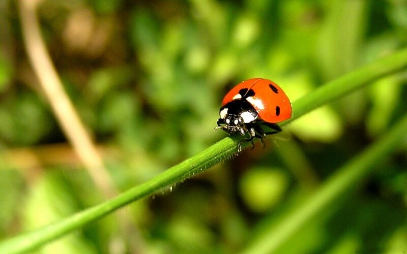 Ladybug on Green Stem — Red